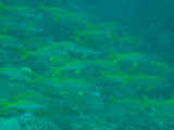 img0054.jpg
