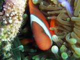 img0064.jpg
