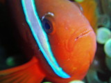 img0065.jpg