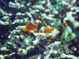 img0067.jpg