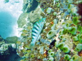 img0071.jpg