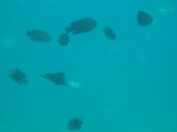 img0072.jpg