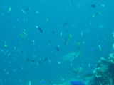 img0077.jpg