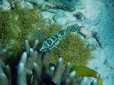 img0082.jpg