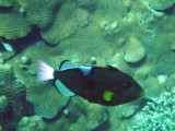 img0083.jpg