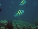 img0084.jpg