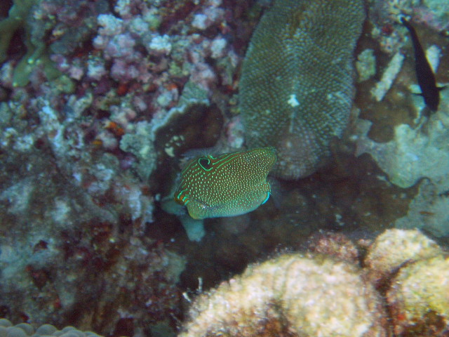img0008.jpg