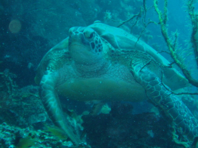 img0013.jpg