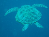 img0003.jpg