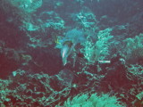 img0009.jpg