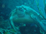 img0013.jpg