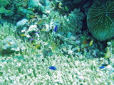 img0017.jpg