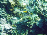 img0018.jpg