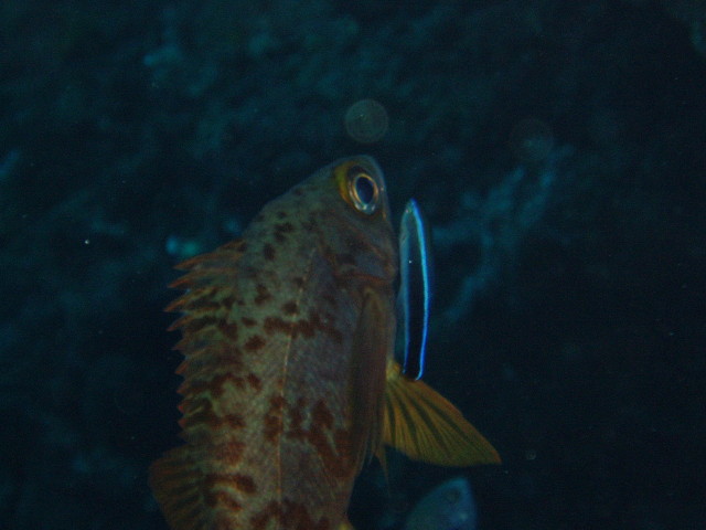 img0000.jpg