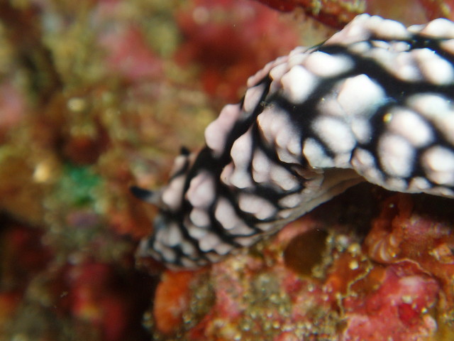 img0010.jpg