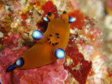 img0001.jpg