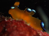 img0003.jpg