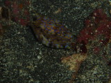 img0006.jpg