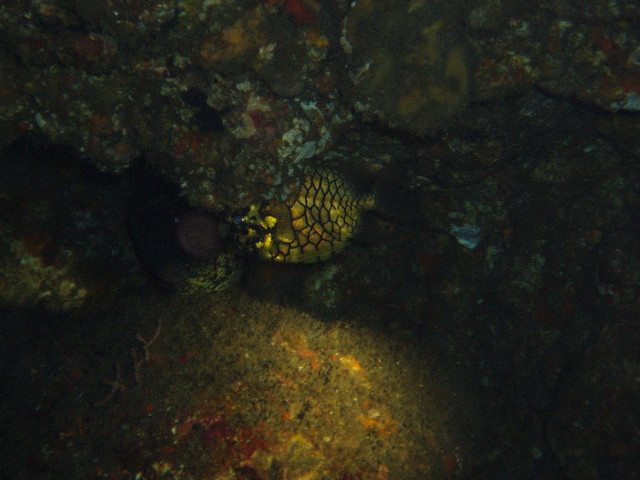 img0000.jpg