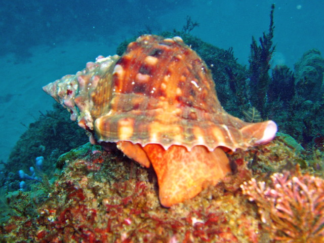 img0004.jpg