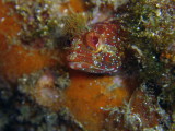img0001.jpg