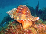 img0004.jpg
