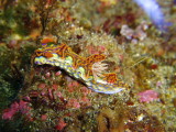 img0006.jpg