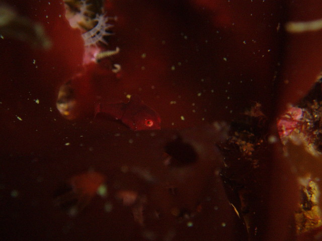 img0001.jpg