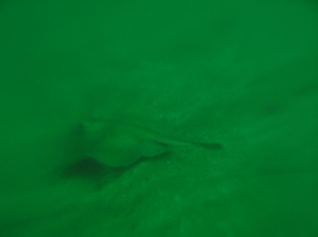 img0004.jpg
