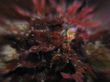 img0003.jpg
