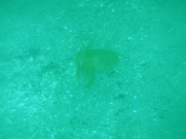 img0001.jpg