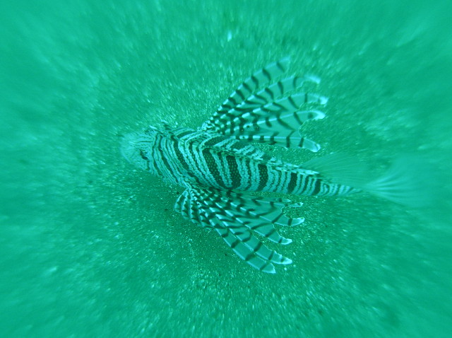 img0005.jpg