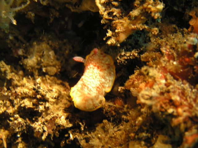 img0012.jpg
