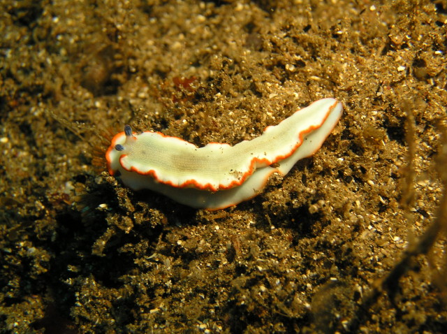 img0014.jpg