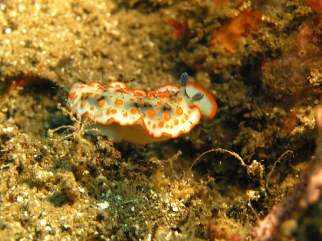 img0015.jpg