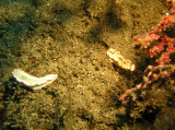 img0016.jpg