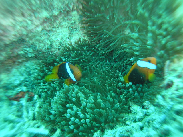 img0008.jpg