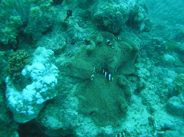 img0009.jpg
