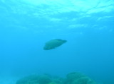 img0001.jpg