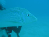 img0005.jpg