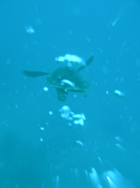 img0005.jpg