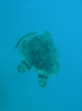 img0004.jpg