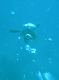 img0005.jpg