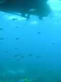 img0009.jpg