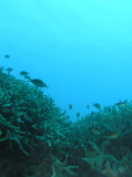 img0026.jpg
