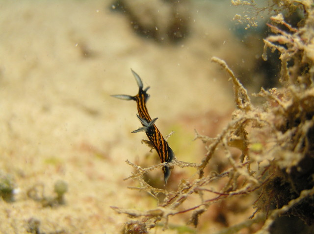 img0000.jpg