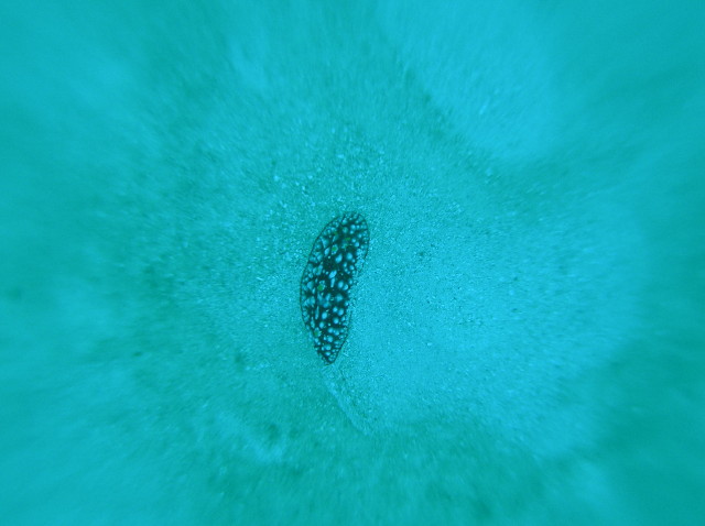 img0004.jpg