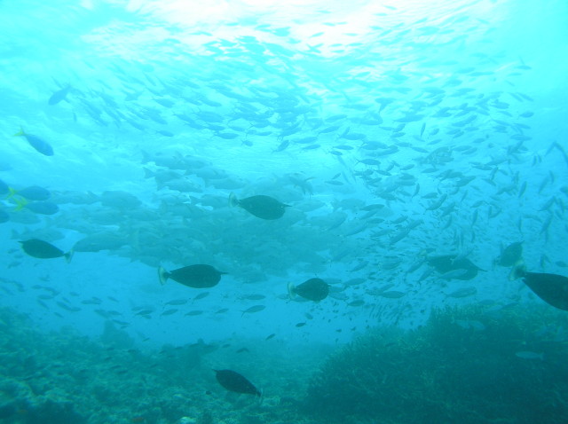 img0008.jpg