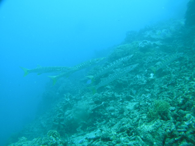 img0015.jpg