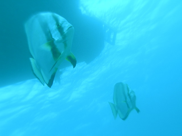 img0028.jpg
